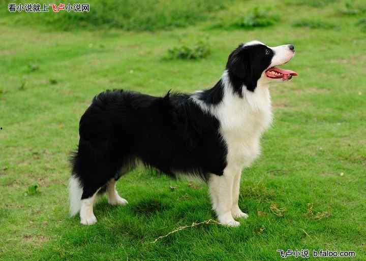 娱乐吃瓜酱边牧,娱乐吃瓜酱与边牧的欢乐日常